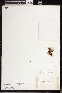 Isoetes lacustris image