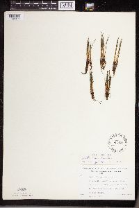 Isoetes lacustris image