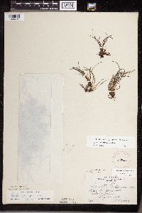 Isoetes lacustris image