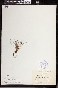 Isoetes lacustris image