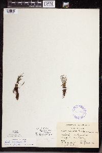 Isoetes lacustris image