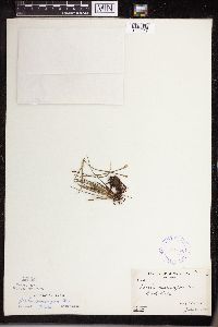 Isoetes lacustris image