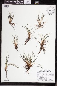 Isoetes lacustris image