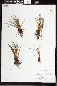 Isoetes lacustris image