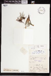 Isoetes lacustris image