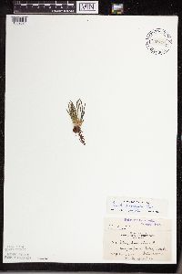 Isoetes lacustris image