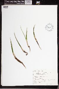Isoetes echinospora image