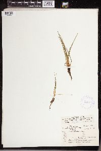 Isoetes echinospora image