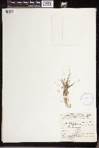 Isoetes echinospora image