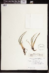 Isoetes echinospora image