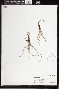 Isoetes echinospora image