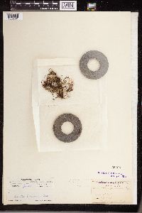 Isoetes echinospora image