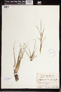 Isoetes echinospora image