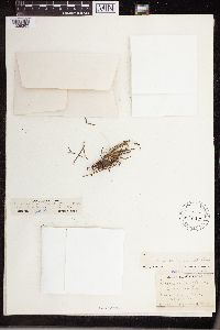 Isoetes echinospora image