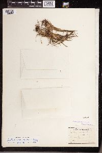 Isoetes echinospora image