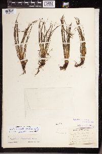 Isoetes echinospora image