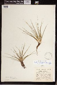 Isoetes echinospora image