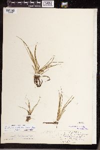 Isoetes echinospora image