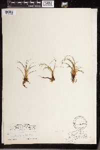 Isoetes echinospora image