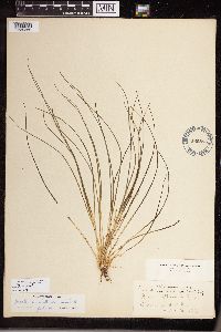 Isoetes echinospora image