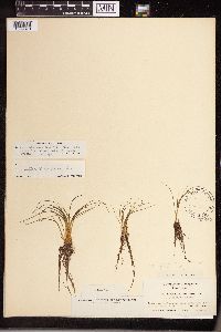 Isoetes echinospora image