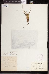 Isoetes echinospora image