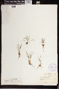 Isoetes echinospora image