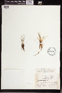 Isoetes echinospora image