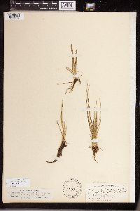 Isoetes echinospora image