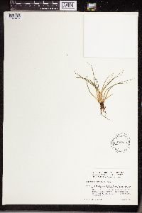 Isoetes echinospora image