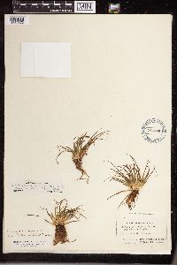 Isoetes echinospora image