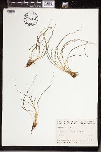 Isoetes echinospora image