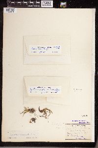 Isoetes echinospora image