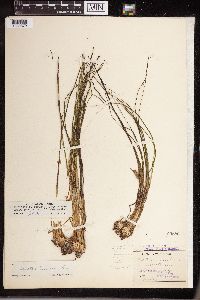 Isoetes echinospora image