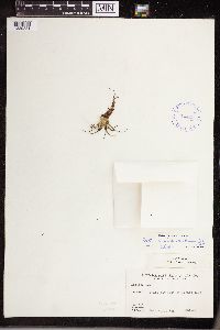 Isoetes echinospora image