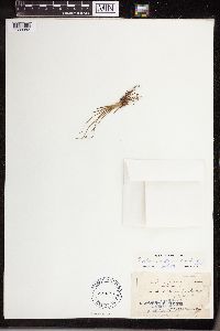 Isoetes echinospora image