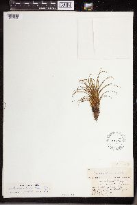 Isoetes echinospora image