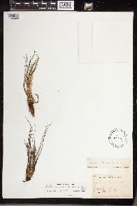 Isoetes echinospora image