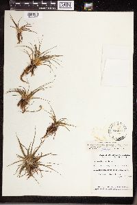 Isoetes echinospora image