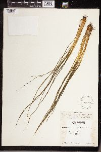 Isoetes echinospora image