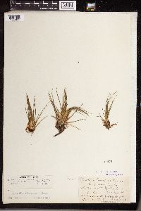 Isoetes echinospora image