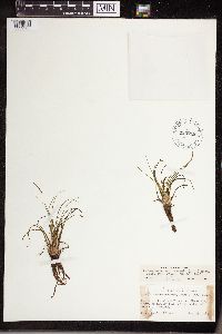 Isoetes echinospora image