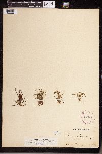 Isoetes echinospora image