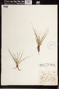 Isoetes echinospora image