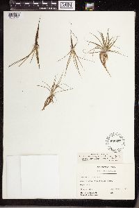Isoetes echinospora image