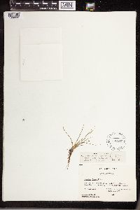 Isoetes echinospora image