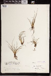 Isoetes echinospora image