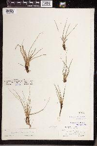 Isoetes echinospora image