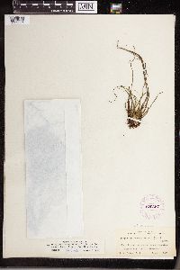 Isoetes echinospora image