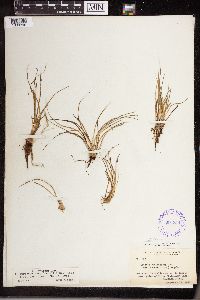 Isoetes echinospora image